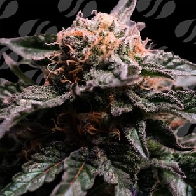 Banana Fumes > Original Sensible Seeds